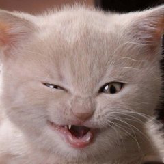 Смешные котики | Юмор | Кошки