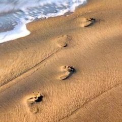 trackway